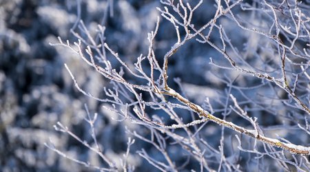branches-6868761_1280.jpg