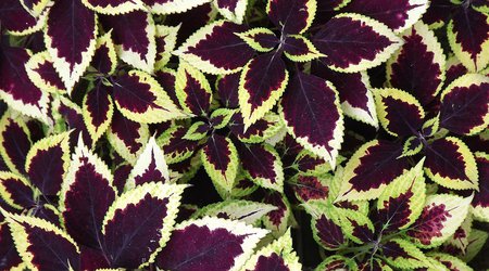 coleus-3525289_1280.jpg