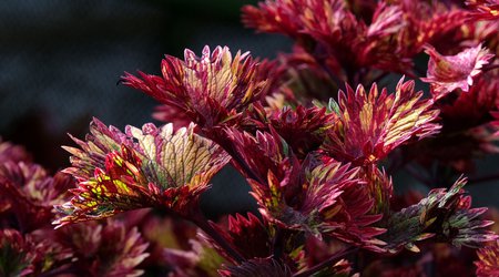 coleus-6860722_1280.jpg