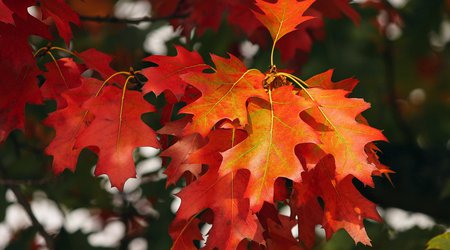 orange-3705550_1280.jpg